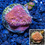 LiveAquaria® Cultured Ultra Chalice Coral (click for more detail)