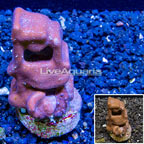 LiveAquaria® Cultured Blue Ridge Coral (click for more detail)