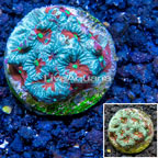 LiveAquaria® Cultured War Coral (click for more detail)