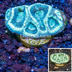 LiveAquaria® Cultured Goniastrea Coral (click for more detail)