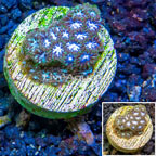 LiveAquaria® Cultured Leptastrea (click for more detail)