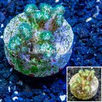 LiveAquaria® Cultured Pocillopora Coral (click for more detail)
