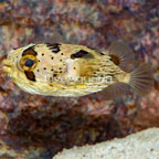 Porcupine Puffer (click for more detail)