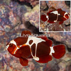 Peacekeeper Maroon Clownfish (click for more detail)