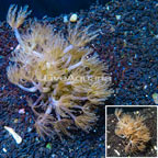 Waving Hand Coral Vietnam (click for more detail)