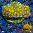 LiveAquaria® Cultured Leptastrea (click for more detail)