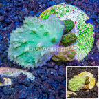 LiveAquaria® Cultured Cabbage Leather Coral (click for more detail)