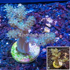 LiveAquaria® Cultured Tree Coral (click for more detail)