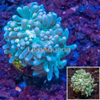 LiveAquaria® Cultured Duncan Coral (click for more detail)