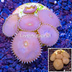 LiveAquaria® Cultured Protopalythoa Polyps (click for more detail)