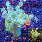 LiveAquaria® Cultured Pineapple Tree Coral (click for more detail)