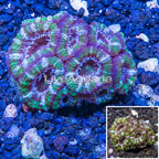 LiveAquaria® Cultured Acan Lord Coral (click for more detail)