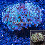LiveAquaria® Cultured Hammer Coral (click for more detail)