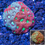 LiveAquaria® Cultured War Coral (click for more detail)