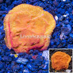 LiveAquaria® Cultured Leptoseris Coral (click for more detail)