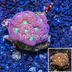 LiveAquaria® Cultured Goniastrea Brain Coral (click for more detail)