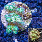 LiveAquaria® Cultured Pocillopora Coral (click for more detail)