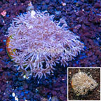 LiveAquaria® Cultured Pom Pom Xenia Coral (click for more detail)
