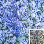 Cultured Purple Frilly Gorgonian (click for more detail)