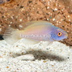 Golden Rhomboidalis Wrasse, Female (click for more detail)