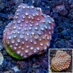 LiveAquaria® Cultured Cyphastrea Frag (click for more detail)