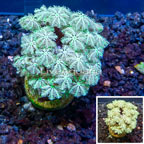 LiveAquaria® Cultured Pipe Organ Coral (click for more detail)