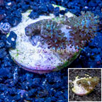 LiveAquaria® Cultured Pineapple Tree Coral (click for more detail)