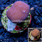 LiveAquaria® Cultured Blue Ridge Coral (click for more detail)