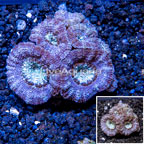 LiveAquaria® Cultured Acan Lord Coral (click for more detail)