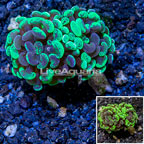 LiveAquaria® Cultured Hammer Coral (click for more detail)