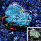 LiveAquaria® Cultured Acan Echinata Coral (click for more detail)