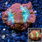LiveAquaria® Cultured Blastomussa Coral (click for more detail)