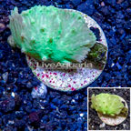 LiveAquaria® Cultured Green Cabbage Leather Coral (click for more detail)