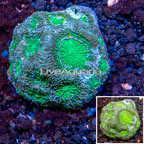 LiveAquaria® Cultured Acan Echinata Coral (click for more detail)