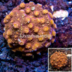LiveAquaria® Cultured Cyphastrea Frag (click for more detail)