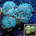 LiveAquaria® Cultured Hammer Coral (click for more detail)