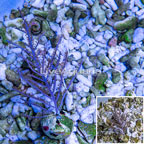 Cultured Purple Frilly Gorgonian (click for more detail)
