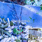 Purple Sea Whip (click for more detail)