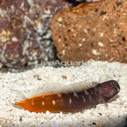 Bicolor Blenny (click for more detail)