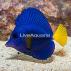 Purple Tang (click for more detail)