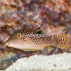 Blue Spotted Toby Puffer (click for more detail)
