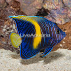 Maculosus Angelfish, Sub-Adult (click for more detail)