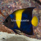 Asfur Angelfish (click for more detail)