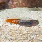 Bicolor Blenny (click for more detail)