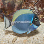 Powder Blue Tang (click for more detail)