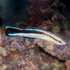 Bluestreak Cleaner Wrasse (click for more detail)