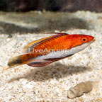 Longfin Fairy Wrasse (click for more detail)