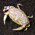 Calico Box Crab (click for more detail)
