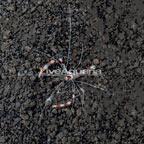 Coral Banded Shrimp (click for more detail)