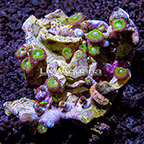 Candy Apple Green Colony Polyp Rock Zoanthus Indonesia IM (click for more detail)